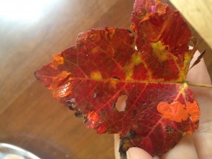 paint color samples on leaf
