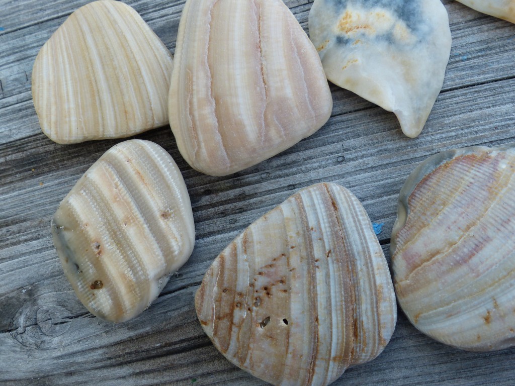 patterned shells