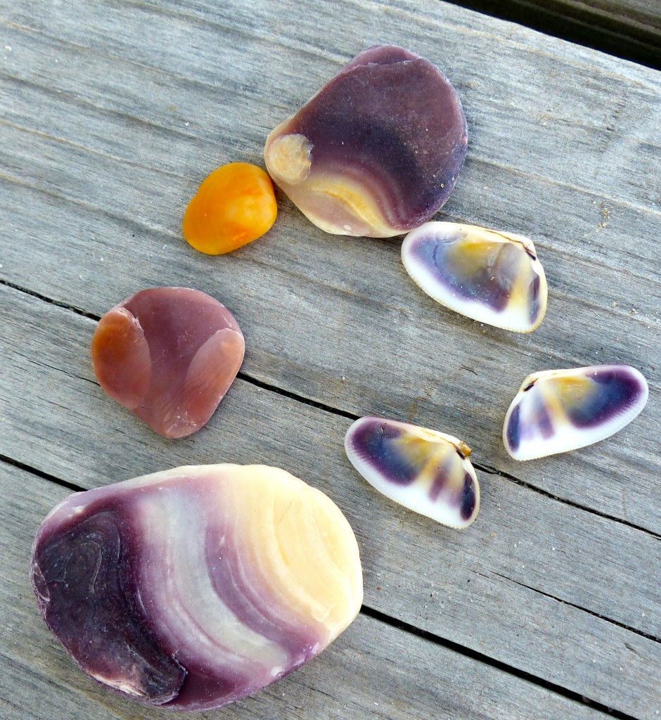 Shells with deep color