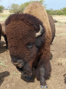 Look at this buffalo!